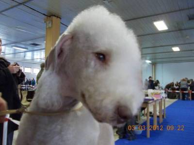 Deneb Slovanský Perun