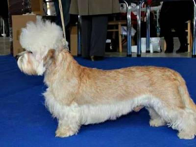 Collin Amabilisdandie