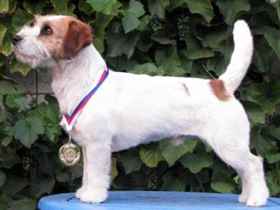 Southjack Ghiaccio Bollente