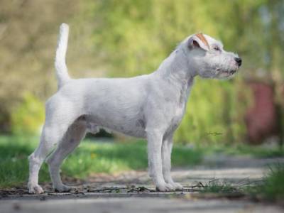 Quo z Jeřeně from Černý faun