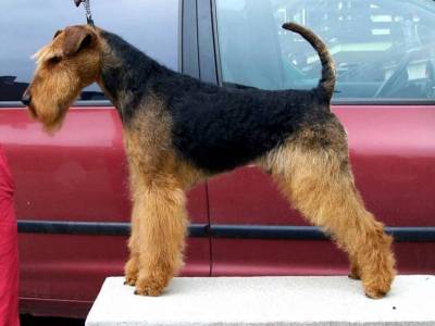 Hat-Trick od Guvernéra