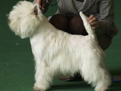 Harris is the One del Bianco Stella