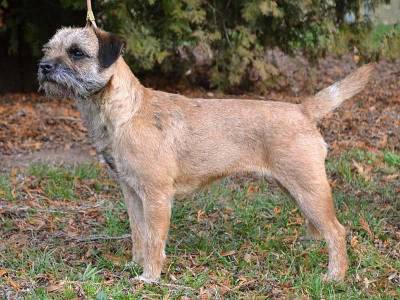 Zigzag Zeta Kuburumba