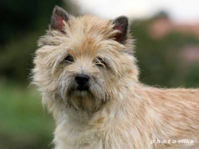 No Copyright Czech Me In