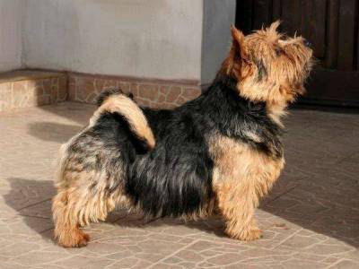 Nathan von den Zwei Eichen