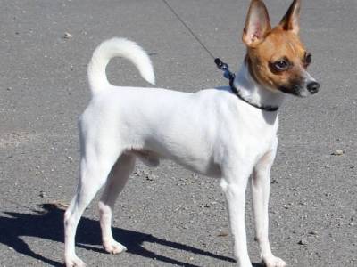 Nikon Foks Igrushka Dlya Druga