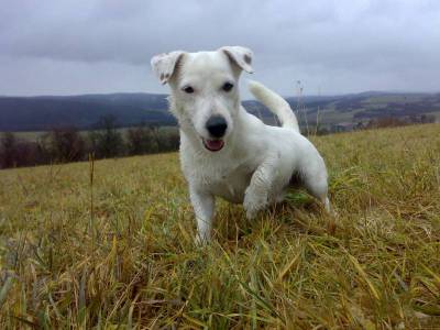 Speedy Spot of Cathy's Cottage
