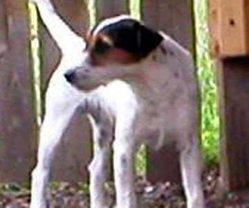 Bradpitt of Lovealoch