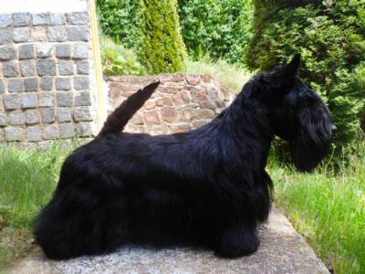 Gallius Time Arebred