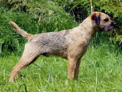 Hubert Bohemia Diplomat