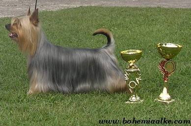 Amron's Topcopy Bombix Moren