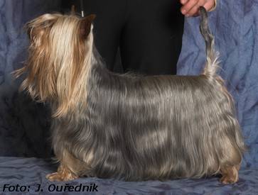 Piccaninny Bohemia Alké