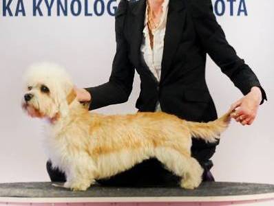 German Dandies' Ultima