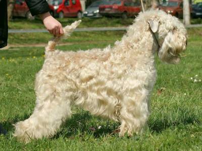 Amazonka z Borůvkového kopce