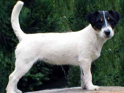 Who Is Jacky v.Ons Eiland