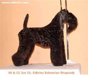 Edbrios Bohemian Rhapsody