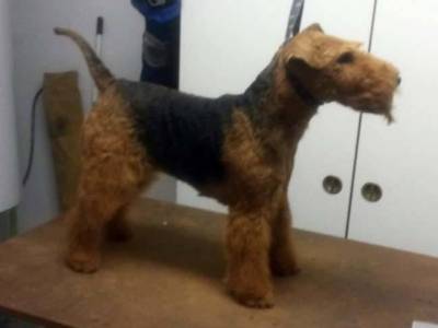 Alma z Kuního dvora