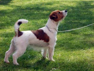 Nordsand's House Bunny