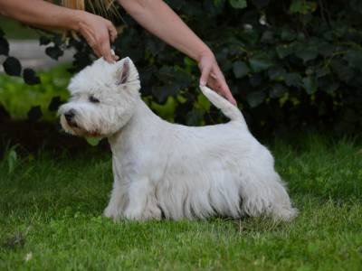 Albert od Hošťálky