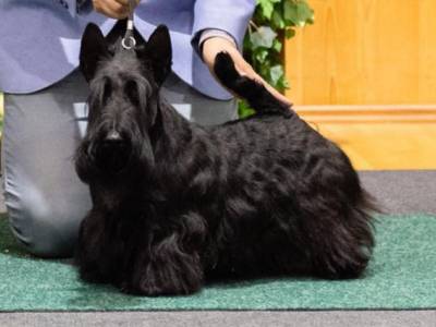 New Lady Hannah Moravia