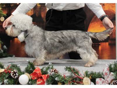 Fata Morgana Dandie z Minic