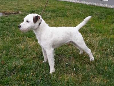 Bojar Hunters of Diana