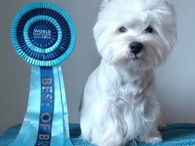 Ariss Magic Touch of Luisharr's Star