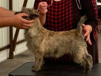 Ginette Hoity-Toity Gang