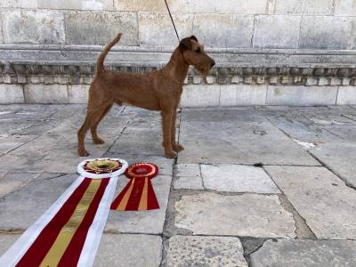 Galahad's Guardian Just Jake