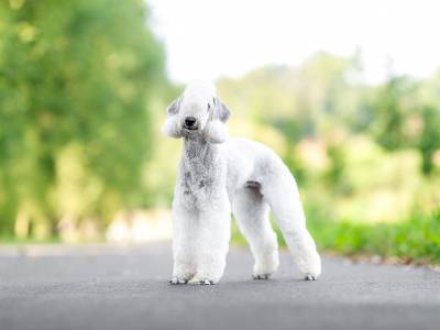 Prelest' Moya Iz Laplandii Kanis