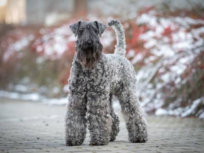 Uriash Devil Blue Dvomaro