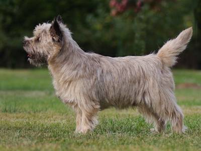 Nordcairn's Despacito