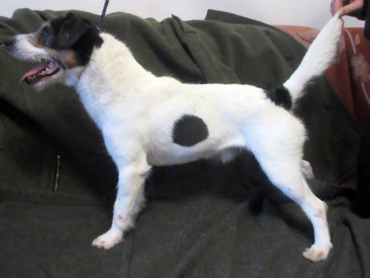 Oskar z Kostelce u Jihlavy