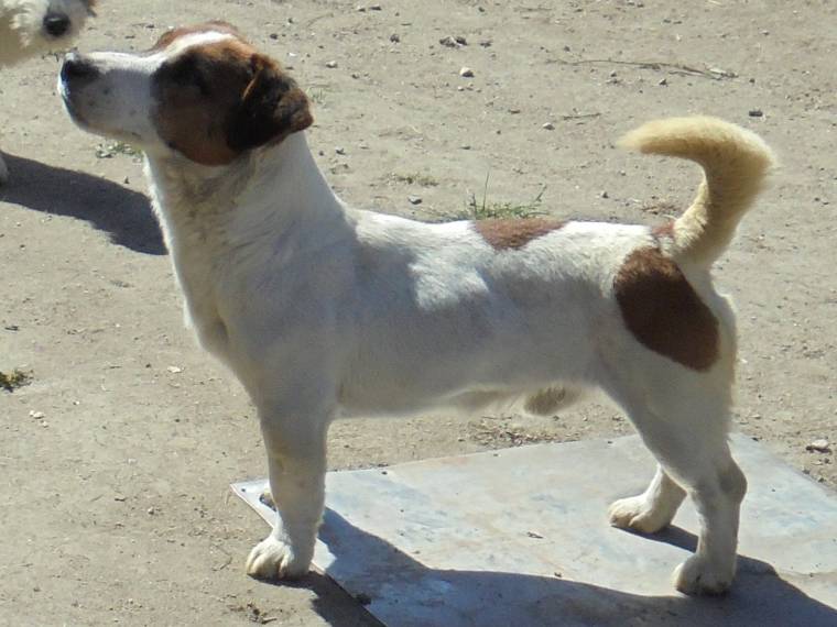 Bojar Ašerron Mystic Avellon