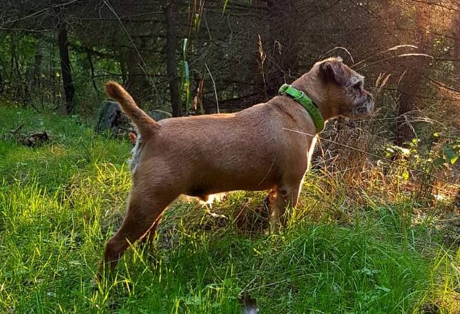 Barney Spomyšl Bohemia